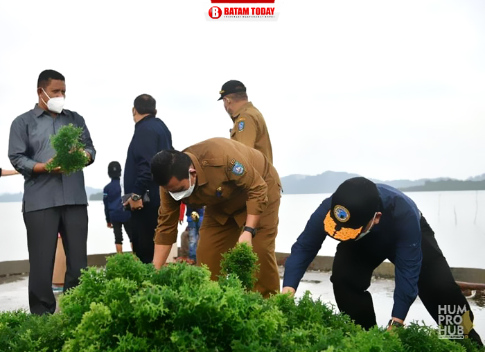 Gubernur Ansar saat mengunjungi tempat budidaya rumput laut